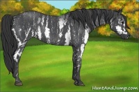 Horse Color:White Spotted Blue Roan Rabicano  Brindle