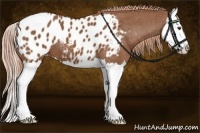Horse Color:Chestnut Splash Appaloosa 