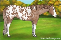 Horse Color:Chestnut Splash Near Leopard  Brindle