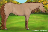 Horse Color:Red Dun  Brindle