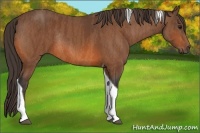 Horse Color:Bay Tobiano Rabicano  Brindle