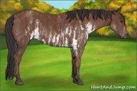Horse Color:White Spotted Bay  Brindle