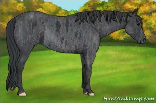Horse Color: White Spotted Blue Roan Rabicano  Brindle