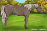 Horse Color:Silver Black  Brindle
