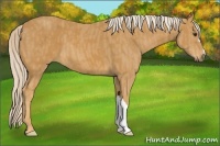 Horse Color:Palomino  Brindle