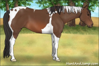Horse Color:Bay Tobiano 