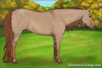 Horse Color:Red Dun  Brindle