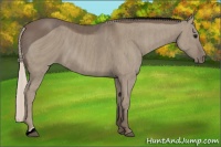 Horse Color:ERROR: UNKNOWN ANOMALY Brindle