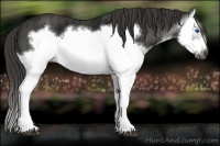 Horse Color:Gray Black Splash Frame  Brindle