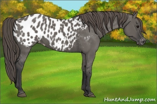 Horse Color: Grullo Blanket 
