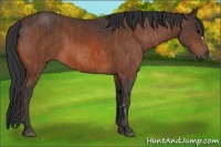 Horse Color:Bay  Brindle