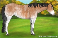 Horse Color:White Spotted Bay Roan  Brindle