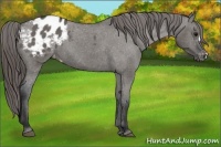 Horse Color:Grullo Appaloosa 