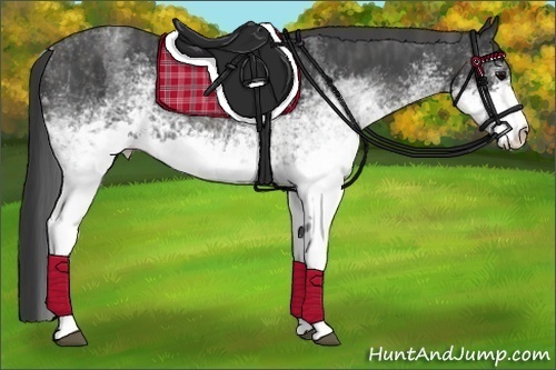 Horse Color:White Spotted Blue Roan Rabicano  Brindle