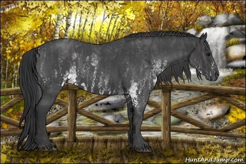 Horse Color:White Spotted Blue Roan Rabicano  Brindle