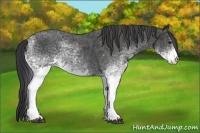Horse Color:White Spotted Blue Roan Rabicano  Brindle