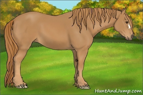 Horse Color: Chestnut 