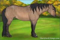 Horse Color:Bay Dun  Brindle