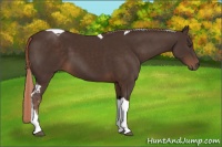Horse Color:Liver Chestnut Tobiano 