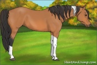 Horse Color:Bay Tobiano 