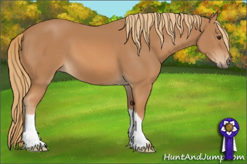 Horse Color: Chestnut 