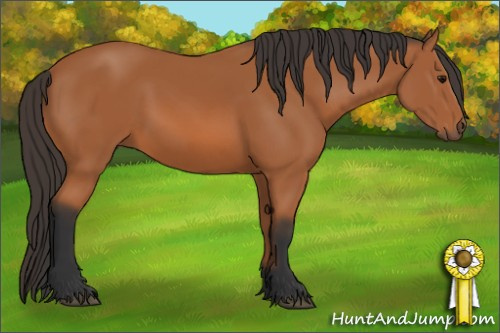 Horse Color: Bay 