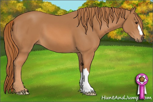 Horse Color: Chestnut 
