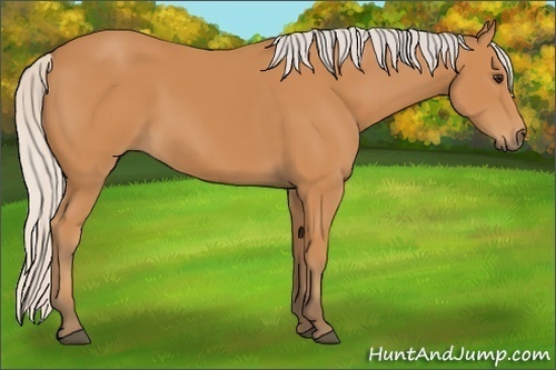 Horse Color: Silver Bay 