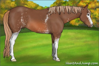 Horse Color:White Spotted Chestnut