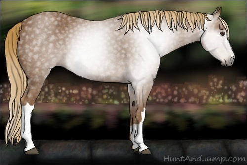 Horse Color:Gray Chestnut 