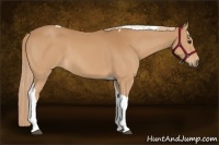 Horse Color:Chestnut Tobiano 