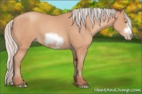 Horse Color:Silver Amber Champagne Frame 