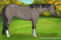 Horse Color:Grullo 