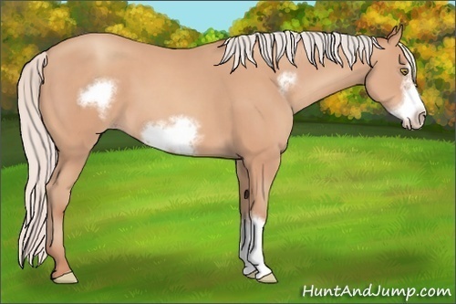 Horse Color: Silver Amber Champagne Frame 