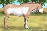 Horse Color:Silver Amber Champagne Frame