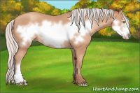 Horse Color:Silver Amber Champagne Frame 