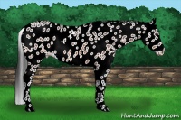Horse Color:Bay Roan Appaloosa 