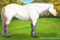 Horse Color:Buckskin Near Leopard 