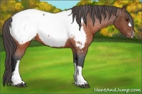 Horse Color:Brown Appaloosa 