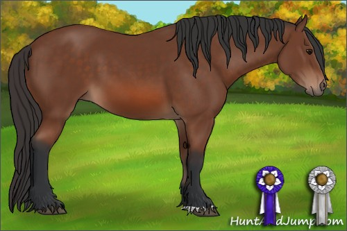 Horse Color: Bay 