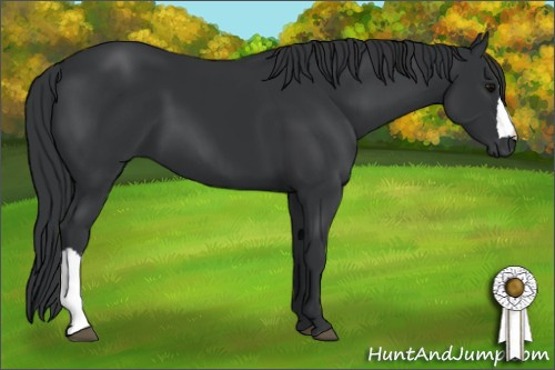 Horse Color: Black 
