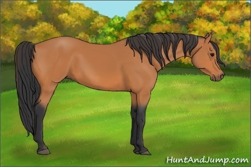Horse Color: Bay 
