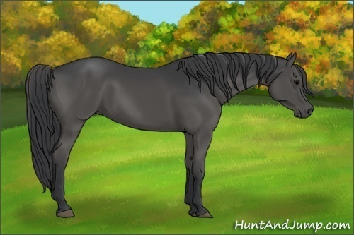 Horse Color: Black 