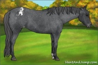 Horse Color:Black Appaloosa 