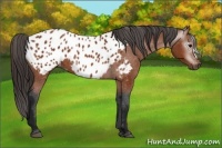 Horse Color:Gray Bay Appaloosa 
