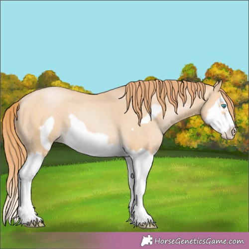 Horse Color:Buckskin Pearl Splash Frame 