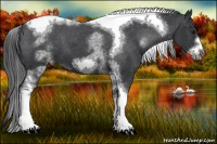 Horse Color:White Spotted Black Splash Tobiano Frame Appaloosa