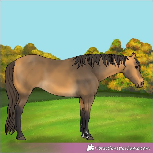 Horse Color:Buckskin 