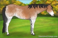 Horse Color:White Spotted Bay