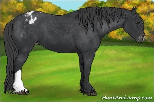 Horse Color: Black Blanket 